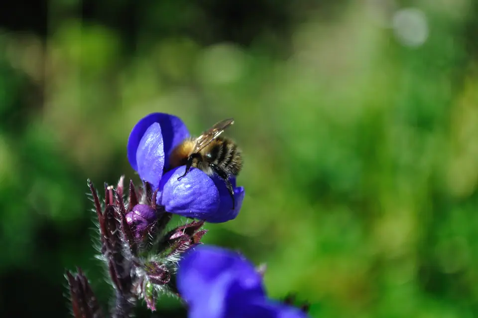 Una abeja poliniza una flor silvestre, cubierta de polen