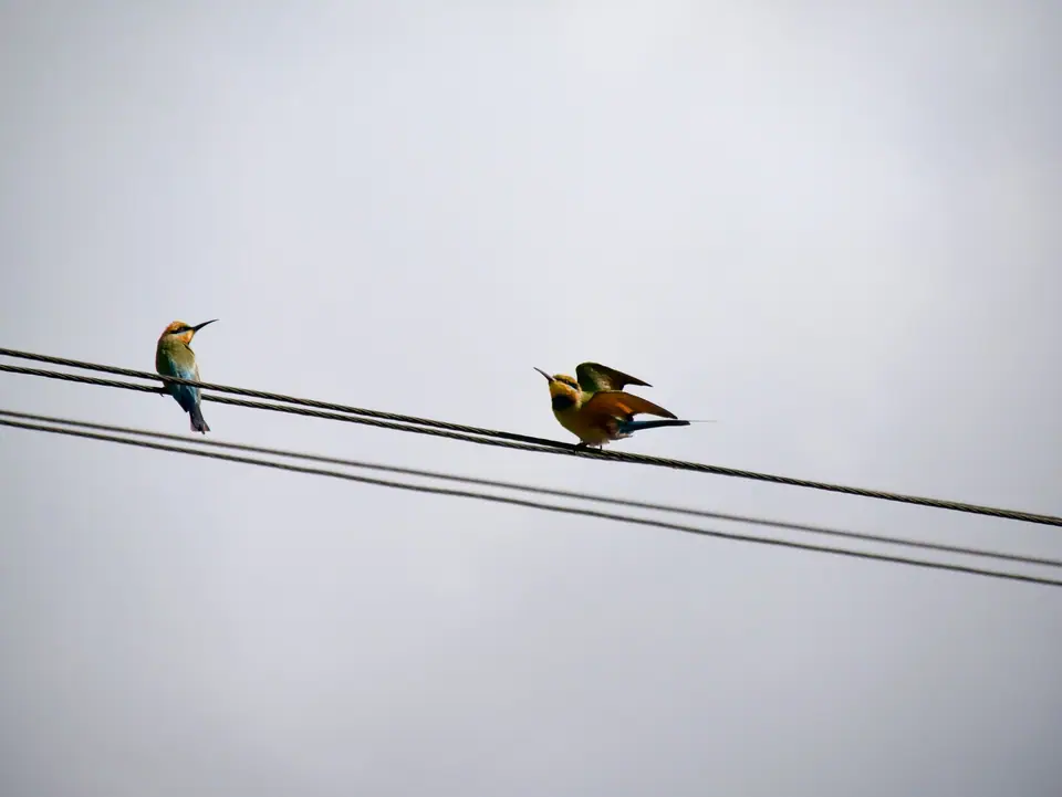 Tres abejarucos de colores posados sobre cables eléctricos gruesos contra un cielo claro