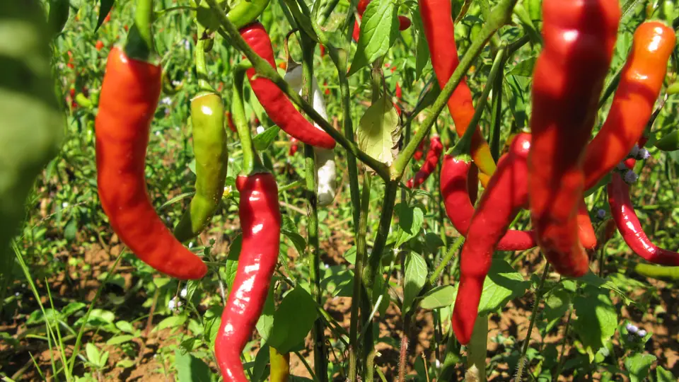Ajíes rojos y verdes colgando de la planta