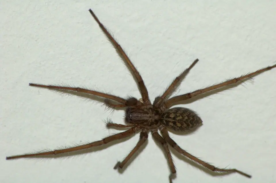 Araña doméstica de patas largas y pelosas sobre una pared clara