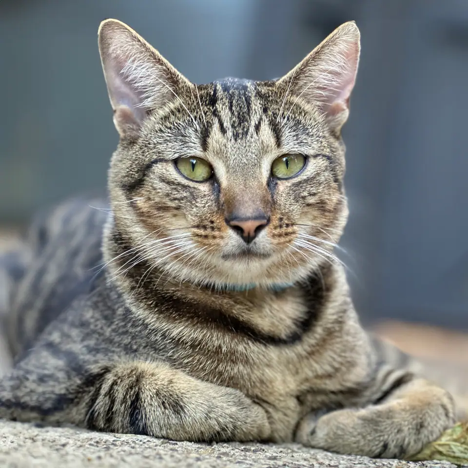 Retrato de un gato atigrado de frente, con los bigotes (vibrisas) bien extendidos a los lados del hocico