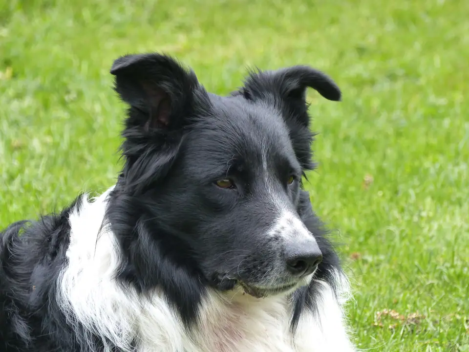 Border collie mirando atento, la misma raza que Rico y Chaser, los perros más estudiados por su vocabulario
