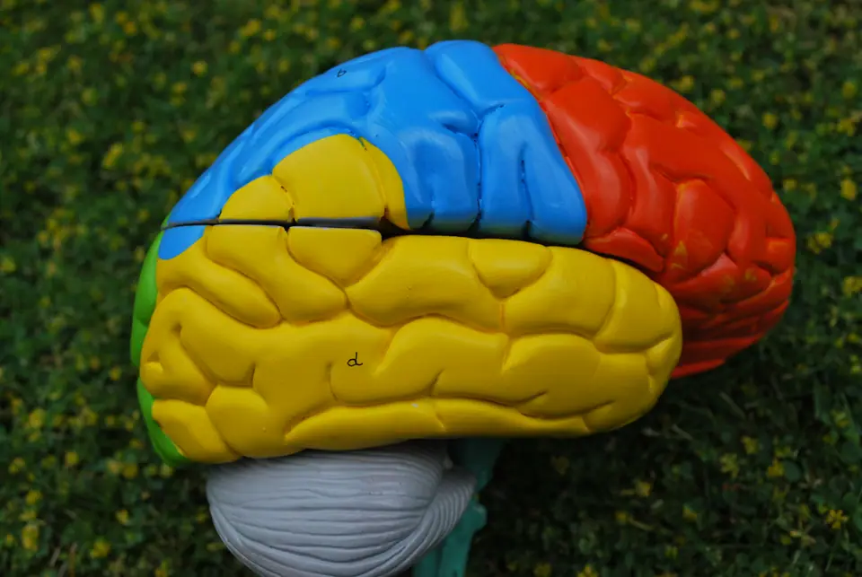 Modelo anatómico de un cerebro humano visto desde atrás, mostrando los dos hemisferios