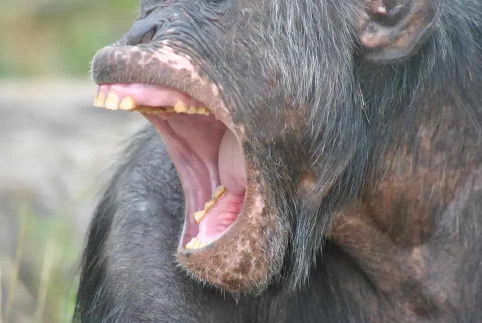 Chimpancé adulto bostezando con la boca muy abierta, de perfil