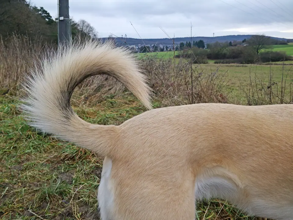 Cola curva de un perro color crema, vista de costado en un campo abierto