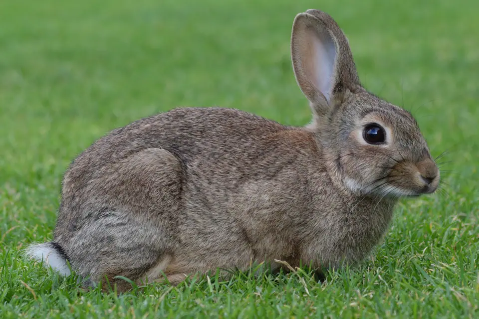 Conejo europeo silvestre echado en el pasto, de perfil