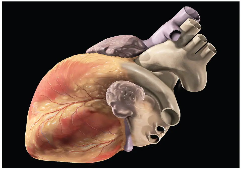 Ilustración anatómica del corazón humano visto de costado, con la aorta y las venas que salen por arriba