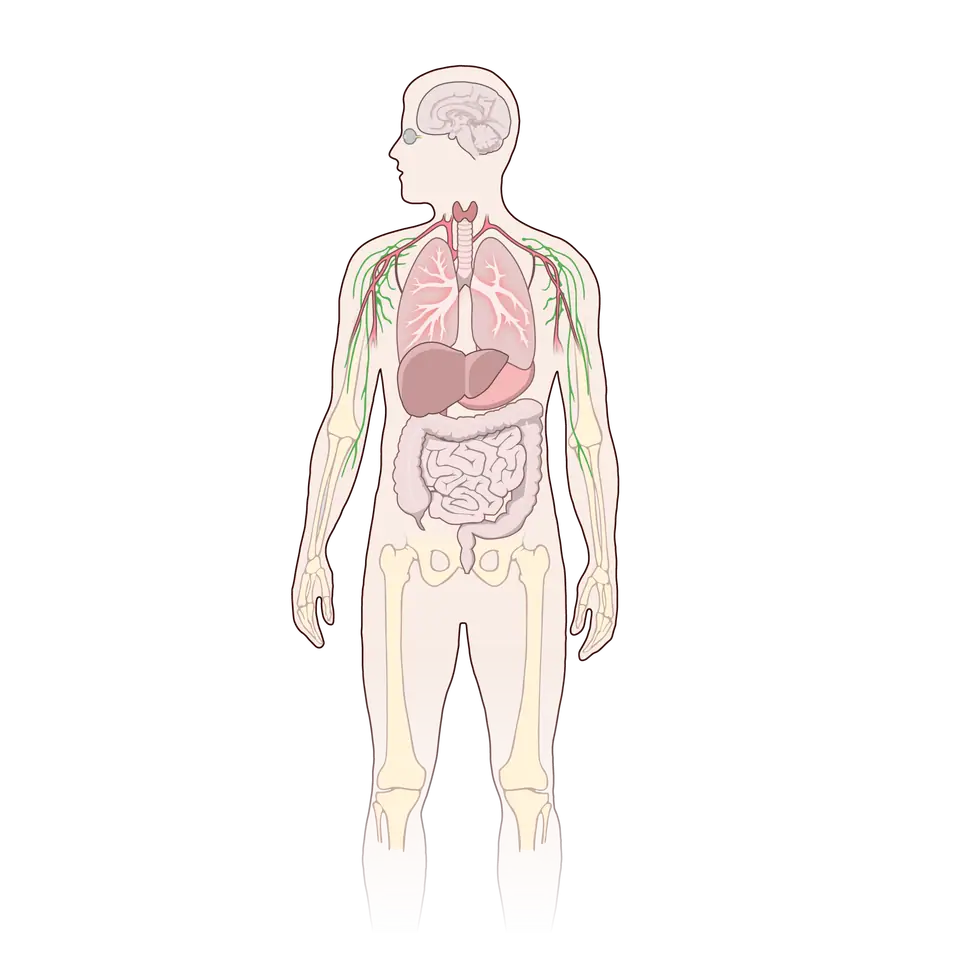Ilustración de un cuerpo humano con los órganos internos a la vista: cerebro, pulmones, corazón, hígado, estómago e intestinos