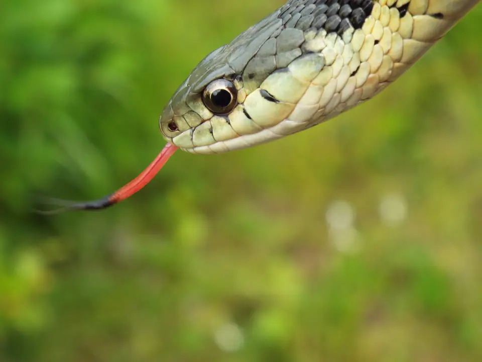 Culebra jarretera de perfil con la lengua bífida roja afuera