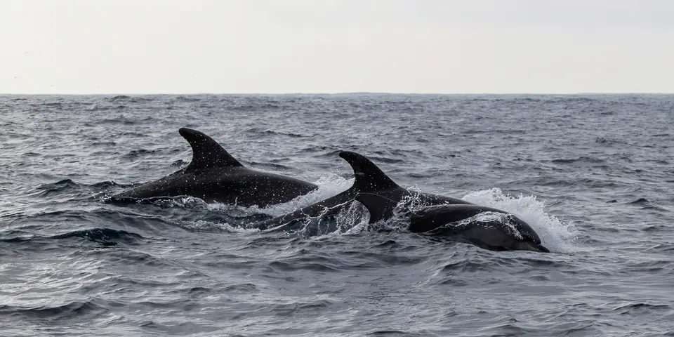 Dos delfines nariz de botella nadando tranquilos cerca de la superficie