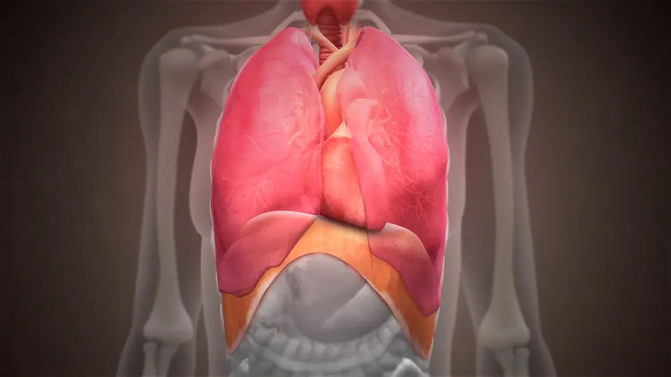 Ilustración 3D del tórax con los pulmones y, debajo, el diafragma, el músculo que se contrae de golpe en cada hipo