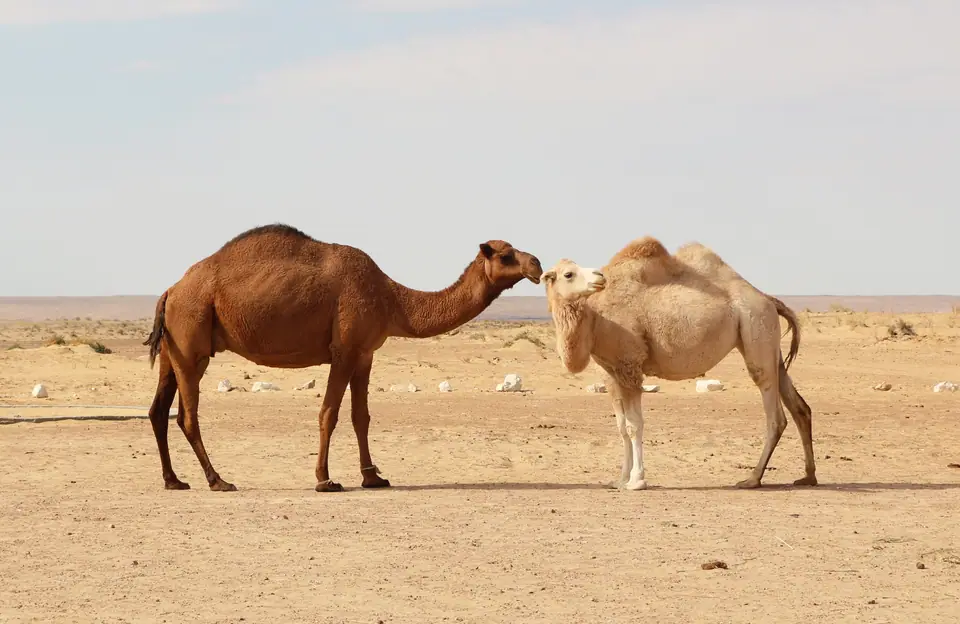 Dos dromedarios, uno marrón y otro claro, frente a frente en un desierto de arena