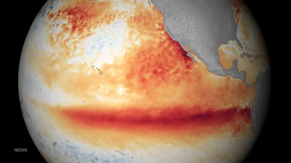 Globo terrestre centrado en el Pacífico con una franja rojo anaranjada de agua más caliente de lo normal a lo largo del ecuador, durante El Niño de 2015
