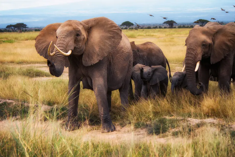 Familia de elefantes africanos de sabana con crías, pastando en el Parque Nacional Amboseli, Kenia