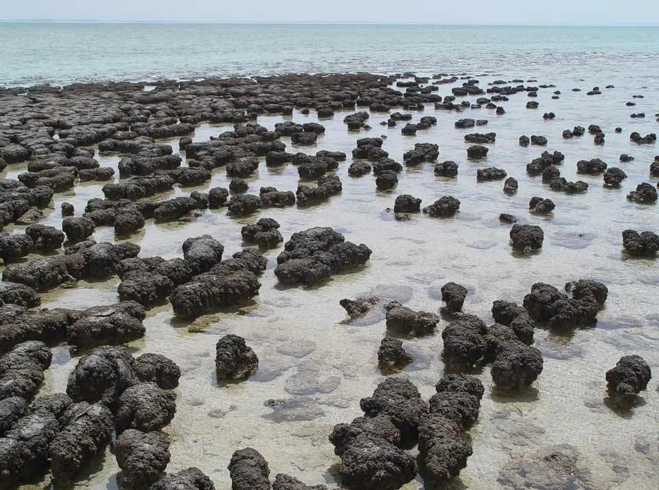 Estromatolitos vivos en Shark Bay, Australia, análogos a los primeros rastros de vida en la Tierra