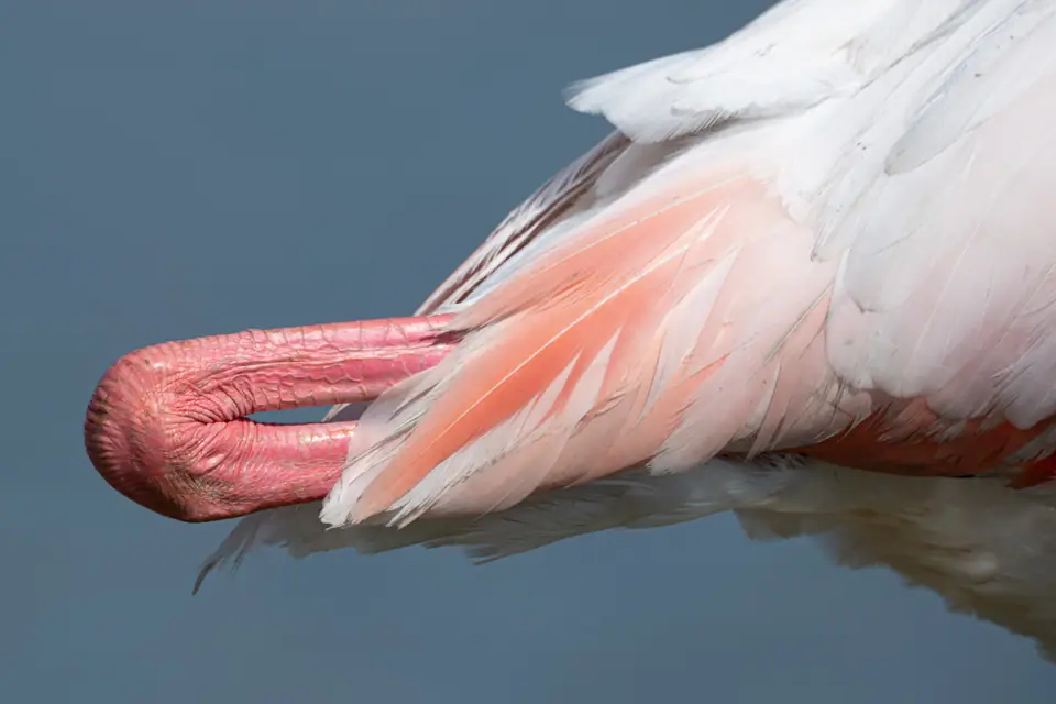 Flamenco rosado acicalándose, con el pico entre las plumas del cuerpo