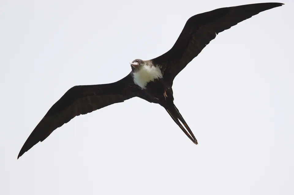 Una fragata grande (Fregata minor) volando con las alas extendidas