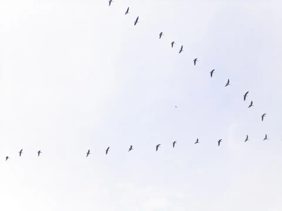 Una bandada de gansos piquicortos vuela en formación de V contra un cielo claro