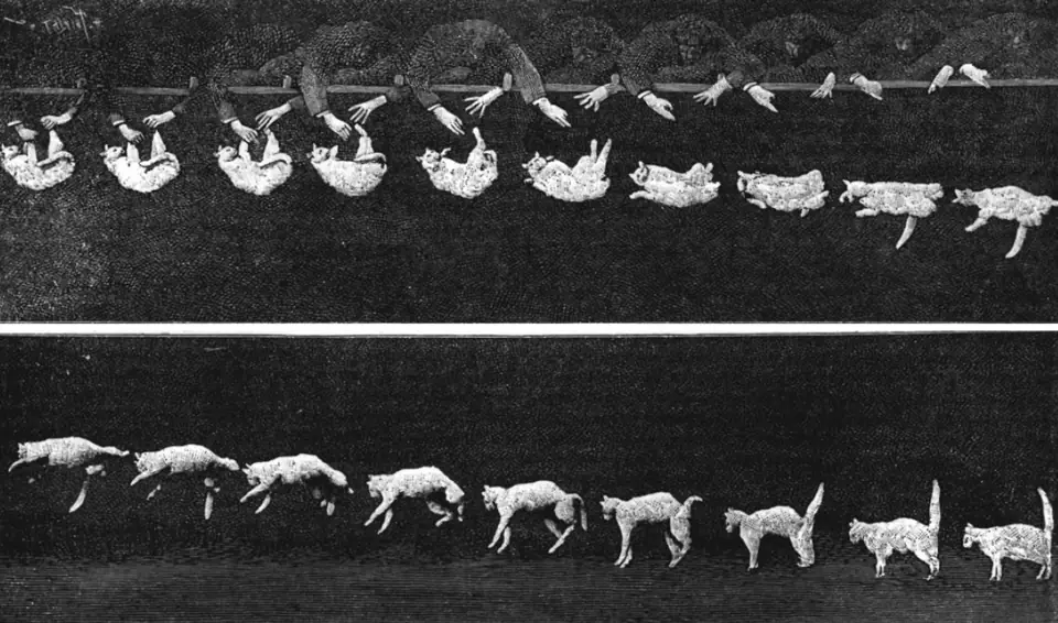 Cronofotografía de Étienne-Jules Marey (1894): un gato soltado panza arriba gira en el aire y cae de pie