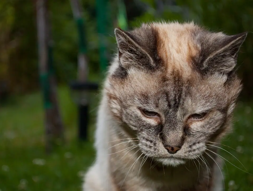 Primer plano de un gato de 20 años, de pelaje gris y crema, con los ojos entrecerrados