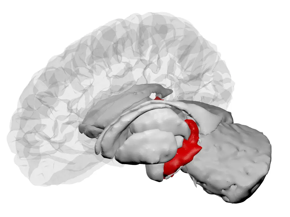 Render 3D del cerebro humano con el hipocampo resaltado en rojo