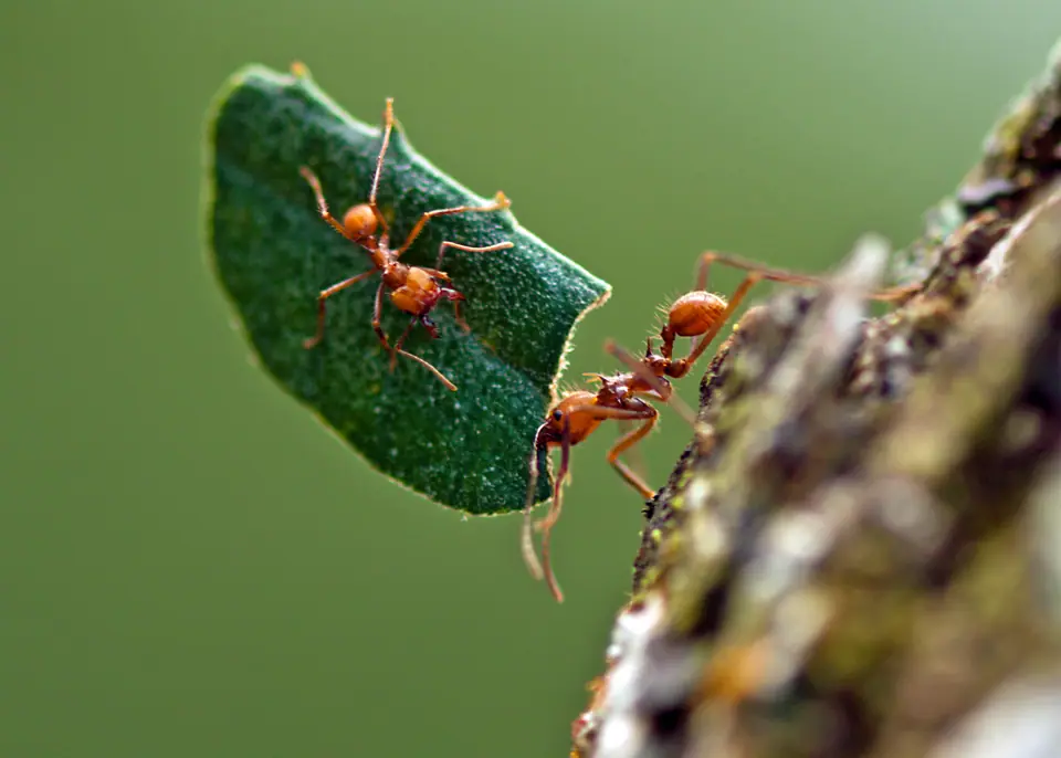 Dos hormigas cortadoras transportan un trozo de hoja verde sobre una rama