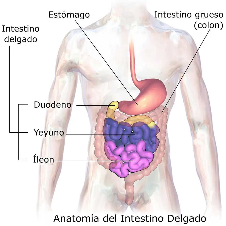 Ilustración del abdomen con el estómago, el intestino delgado (duodeno, yeyuno e íleon) y el intestino grueso rotulados en español
