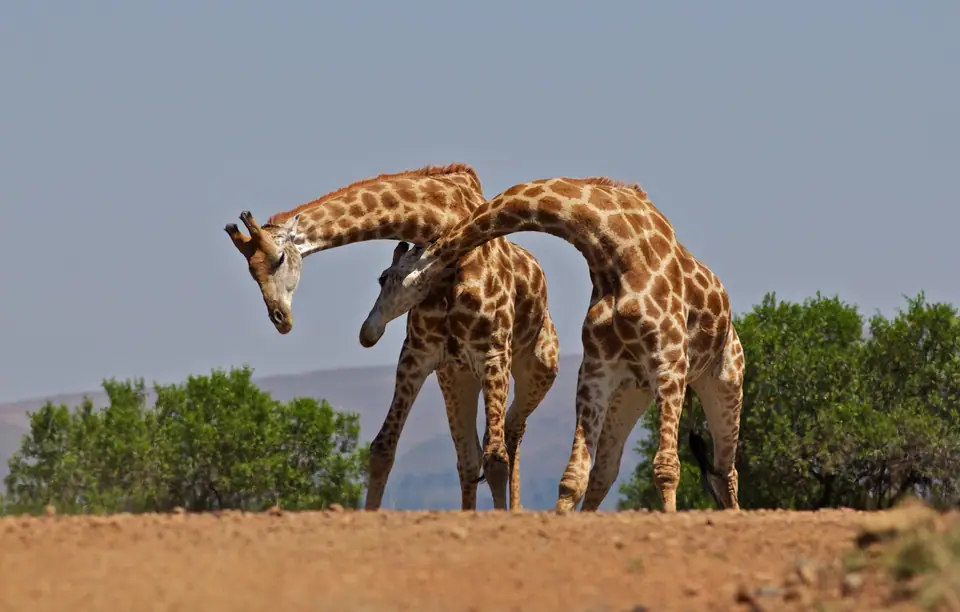 Dos jirafas macho enfrentadas golpeándose con el cuello en la sabana, un combate llamado necking
