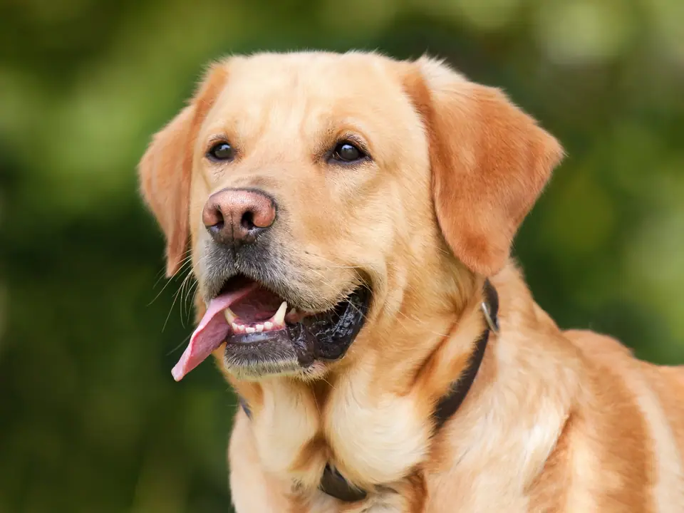 Cabeza de un labrador retriever dorado con la lengua afuera