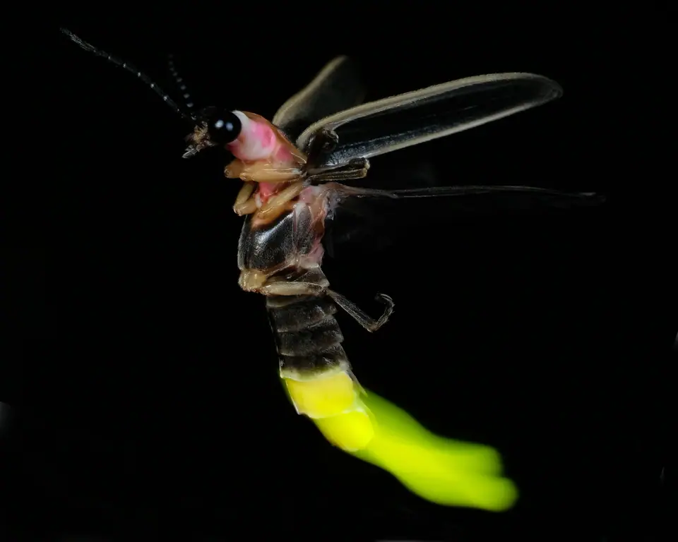 Luciérnaga en pleno vuelo de noche, con las alas abiertas y el extremo del abdomen encendido en verde amarillento