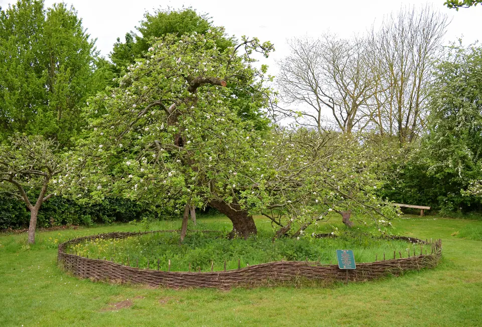 El manzano de Newton en Woolsthorpe Manor, Inglaterra: un árbol viejo de tronco inclinado, rodeado por un cerco bajo de mimbre