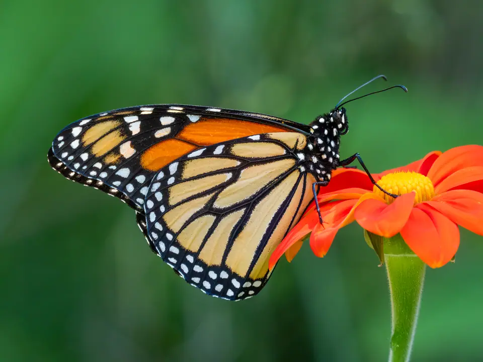 Mariposa monarca con las alas cerradas libando en una flor naranja