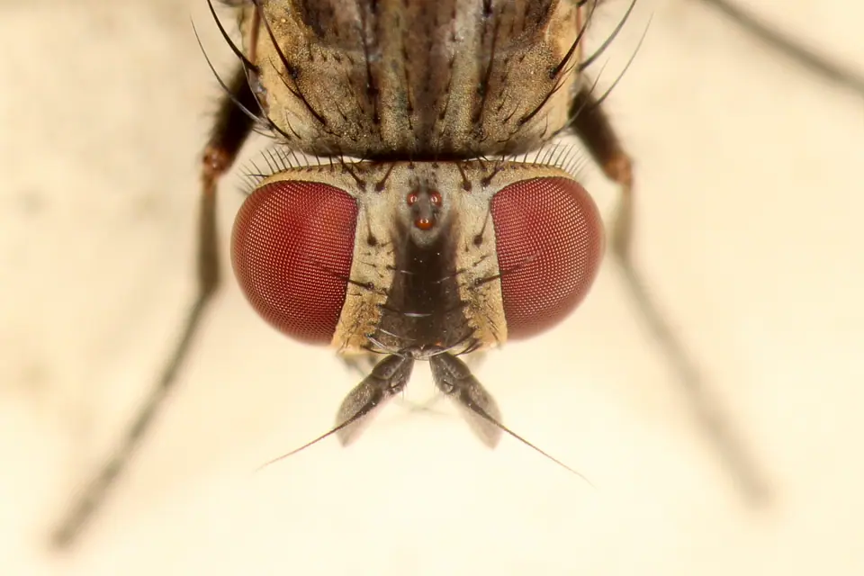 Cabeza de una mosca vista de frente: dos grandes ojos compuestos rojizos y, entre ellos, tres ocelos diminutos en triángulo