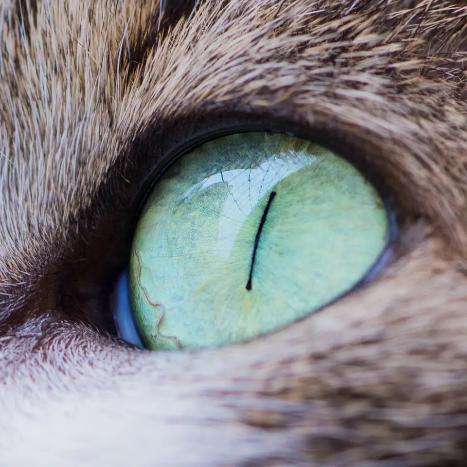 Primer plano del ojo de un gato, con la pupila vertical y el iris verde.