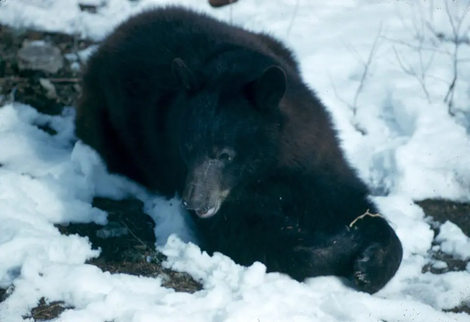 Oso negro americano echado y enroscado sobre la nieve