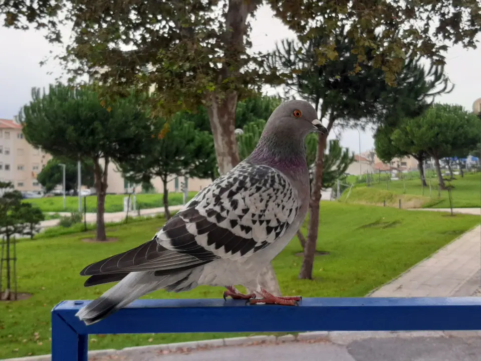 Paloma mensajera posada en una baranda, en un parque