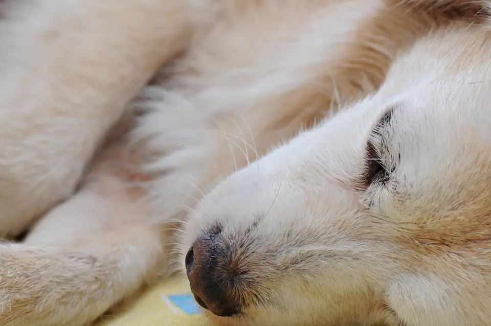 Primer plano de un perro anciano de pelo claro durmiendo con el hocico apoyado