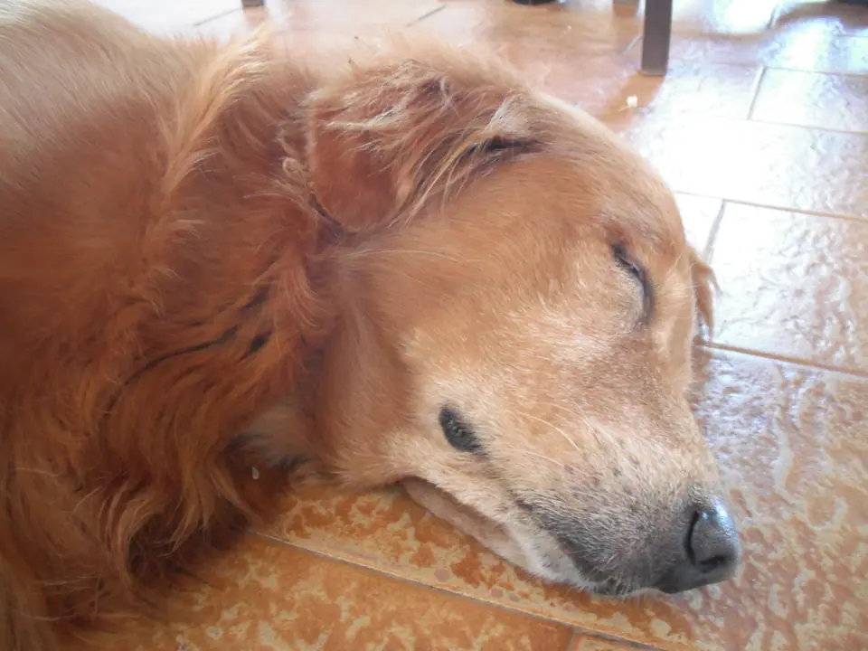 Un perro dormido en el piso, con los ojos cerrados y el cuerpo relajado
