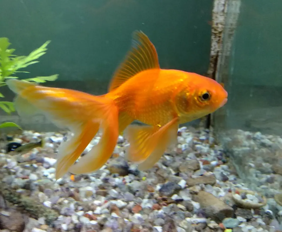 Pez de colores anaranjado de aletas largas nadando en un acuario con fondo de piedritas y plantas