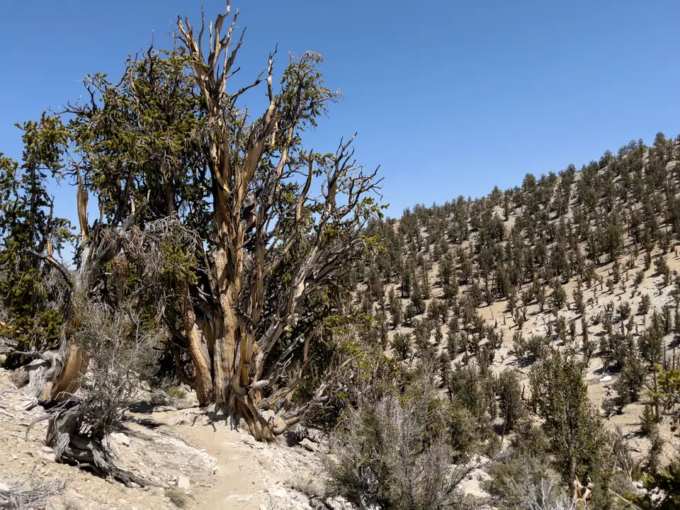 Pinos longevos (Pinus longaeva) retorcidos en una ladera pedregosa del bosque de las Montañas Blancas, California
