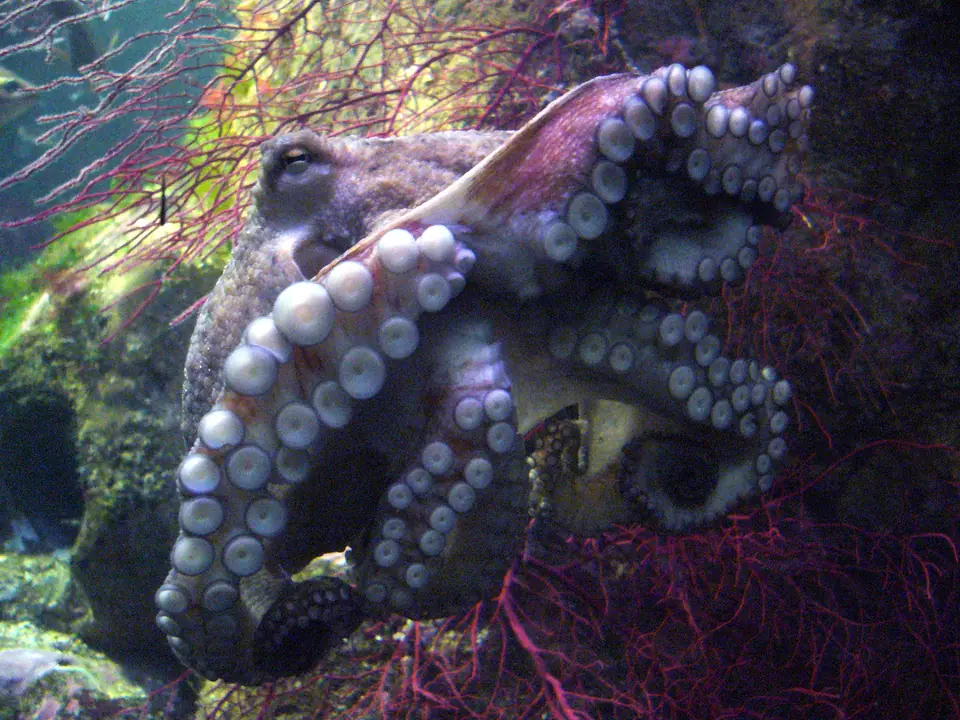 Pulpo común en un acuario, con los brazos enrollados y las ventosas a la vista