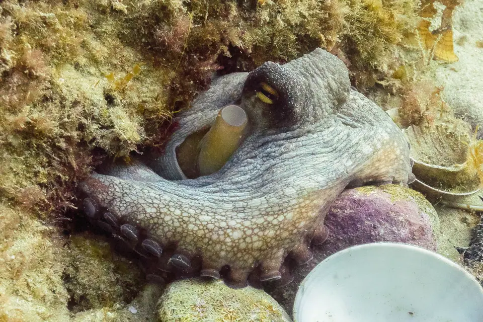 Pulpo común asomado a su guarida entre rocas y conchas, en el fondo marino de Arrábida, Portugal