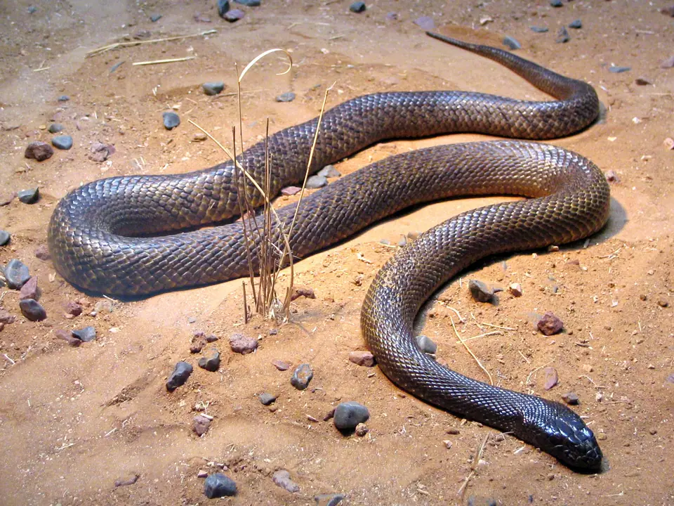 Taipán del interior, serpiente de color pardo con la cabeza oscura, sobre arena