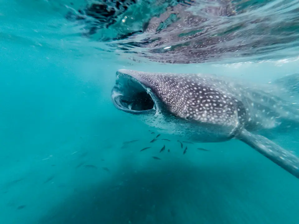 Tiburón ballena nadando cerca de la superficie con la boca abierta, rodeado de peces pequeños