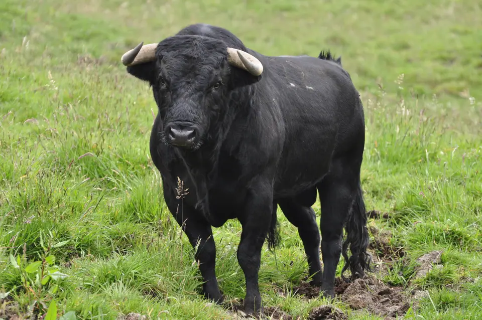 Toro de lidia negro de pie sobre el pasto, mirando de frente, en Colombia