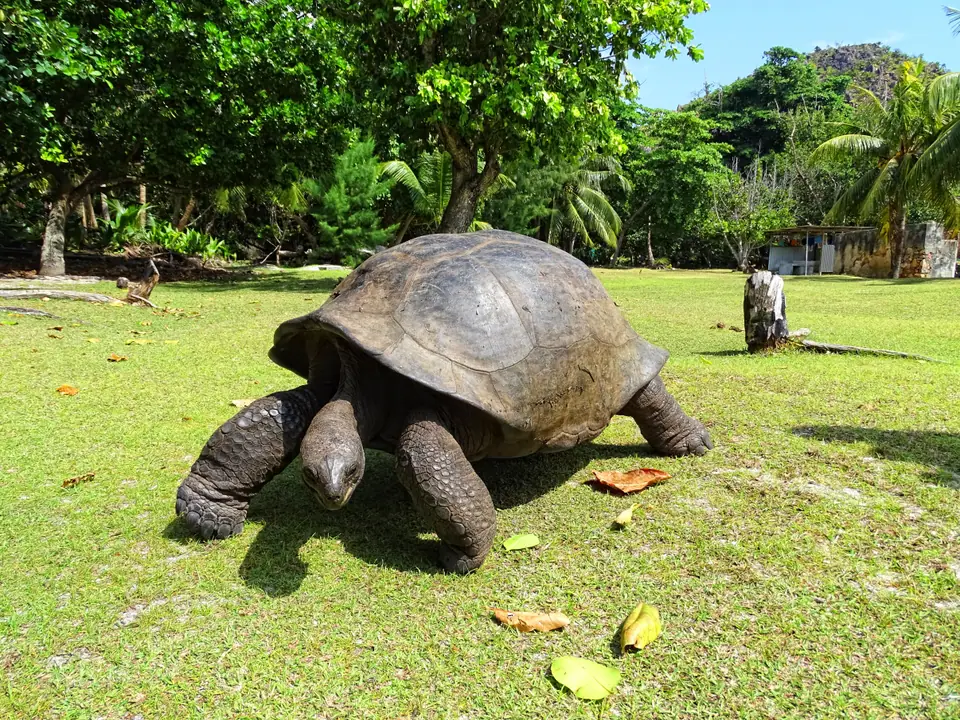 Tortuga gigante de Aldabra caminando sobre el pasto en el parque nacional marino de Curieuse, Seychelles