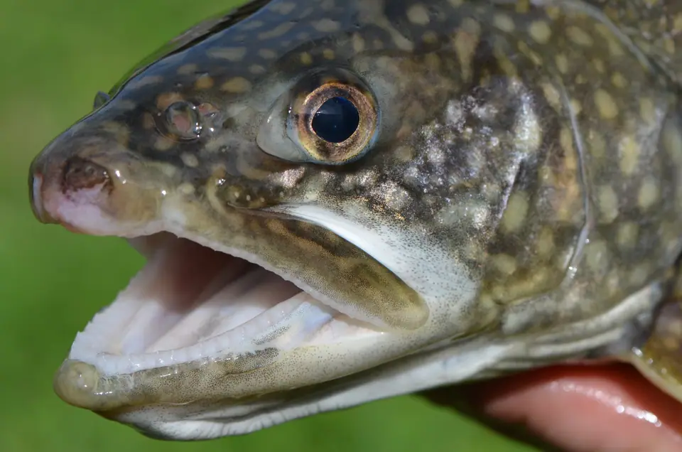 Cabeza de una trucha de lago, con la boca abierta y el opérculo que cubre las branquias visible detrás del ojo