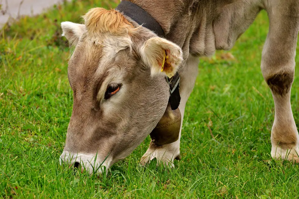 Vaca de raza parda con cencerro arrancando pasto con la boca